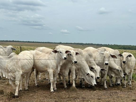 INOVAÇÕES NA PECUÁRIA: - Empresa patrocina dia de campo no Tocantins